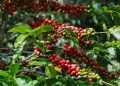 Exportaciones Récord: El Café Geisha y los productos panameños conquistan el mundo