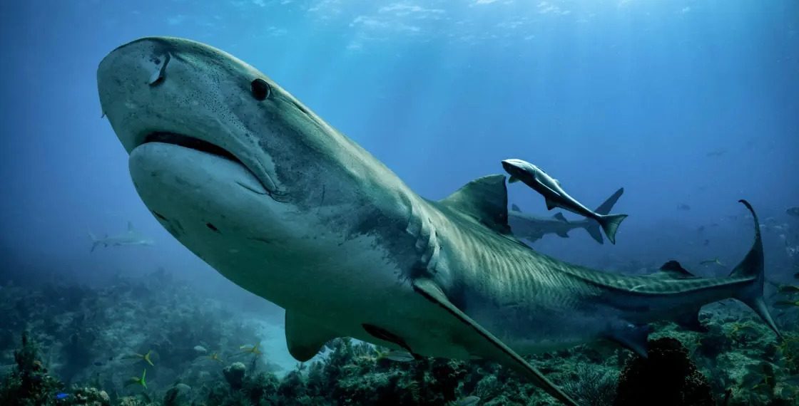 El Renacer del «Líder Azul»: Panamá supera la meta global de conservación marina